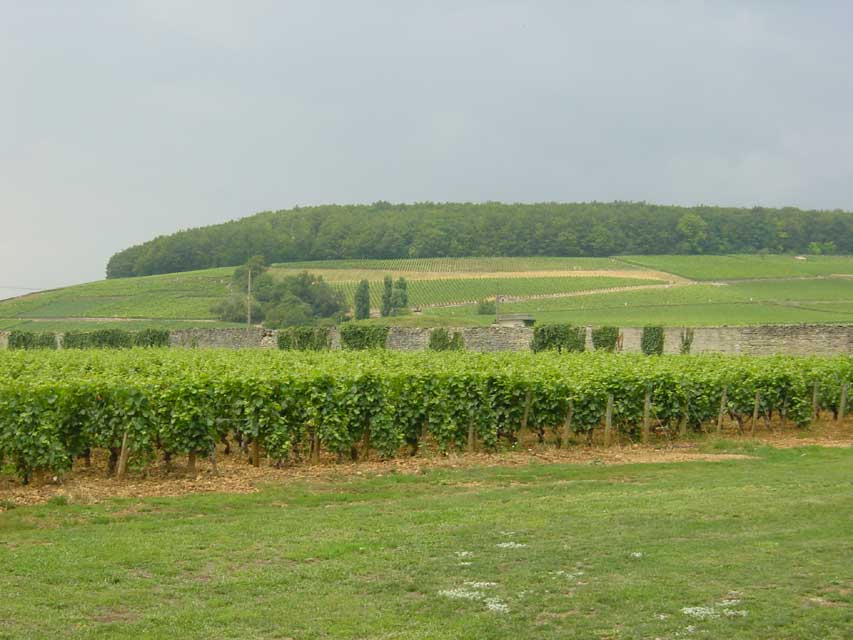 escapade a beaune - les vignes